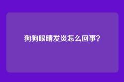 狗狗眼睛发炎怎么回事？