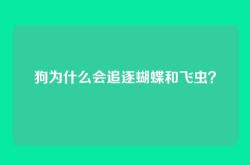 狗为什么会追逐蝴蝶和飞虫？
