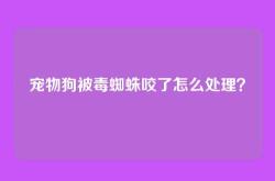 宠物狗被毒蜘蛛咬了怎么处理？