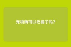 宠物狗可以吃橘子吗？