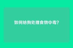 如何给狗处理食物中毒？