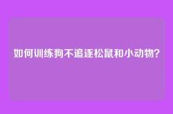 如何训练狗不追逐松鼠和小动物？