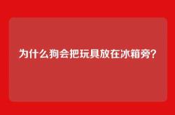 为什么狗会把玩具放在冰箱旁？