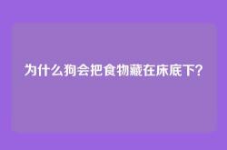 为什么狗会把食物藏在床底下？