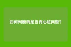 如何判断狗是否有心脏问题？