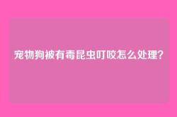 宠物狗被有毒昆虫叮咬怎么处理？
