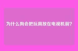 为什么狗会把玩具放在电视机前？