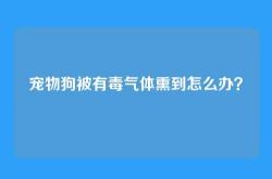 宠物狗被有毒气体熏到怎么办？