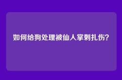 如何给狗处理被仙人掌刺扎伤？
