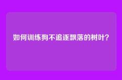 如何训练狗不追逐飘落的树叶？