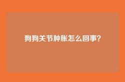 狗狗关节肿胀怎么回事？