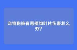 宠物狗被有毒植物叶片伤害怎么办？