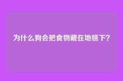 为什么狗会把食物藏在地毯下？