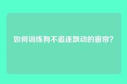 如何训练狗不追逐飘动的窗帘？