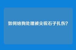 如何给狗处理被尖锐石子扎伤？