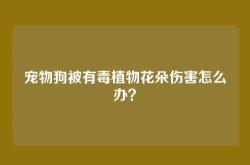 宠物狗被有毒植物花朵伤害怎么办？