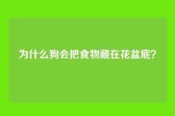 为什么狗会把食物藏在花盆底？