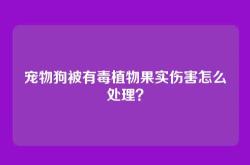 宠物狗被有毒植物果实伤害怎么处理？