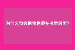 为什么狗会把食物藏在书架后面？