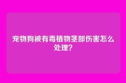 宠物狗被有毒植物茎部伤害怎么处理？