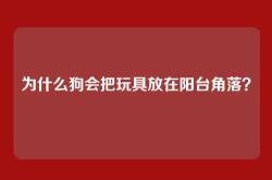 为什么狗会把玩具放在阳台角落？