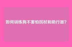 如何训练狗不害怕拐杖和助行器？