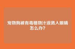 宠物狗被有毒植物汁液溅入眼睛怎么办？
