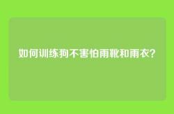 如何训练狗不害怕雨靴和雨衣？