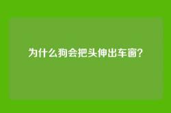 为什么狗会把头伸出车窗？