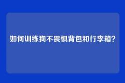 如何训练狗不畏惧背包和行李箱？