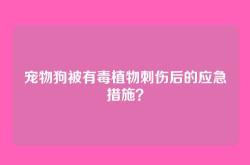 宠物狗被有毒植物刺伤后的应急措施？
