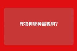 宠物狗哪种最聪明？
