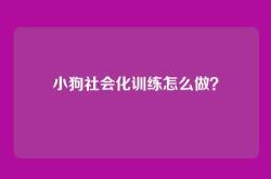 小狗社会化训练怎么做？