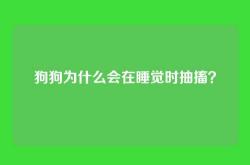 狗狗为什么会在睡觉时抽搐？