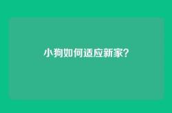小狗如何适应新家？