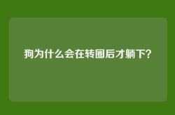 狗为什么会在转圈后才躺下？