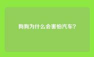 狗狗为什么会害怕汽车？