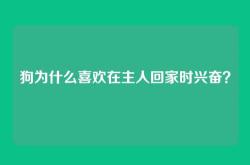 狗为什么喜欢在主人回家时兴奋？