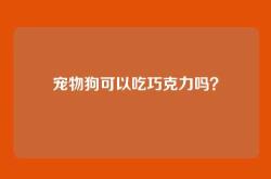 宠物狗可以吃巧克力吗？