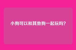 小狗可以和其他狗一起玩吗？