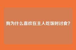 狗为什么喜欢在主人吃饭时讨食？