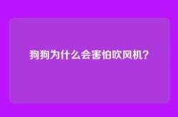 狗狗为什么会害怕吹风机？