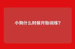 小狗什么时候开始训练？