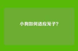 小狗如何适应笼子？