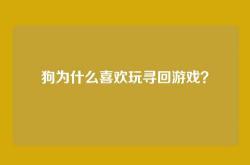 狗为什么喜欢玩寻回游戏？
