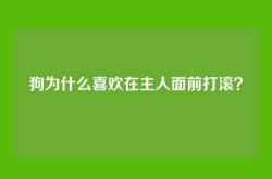 狗为什么喜欢在主人面前打滚？