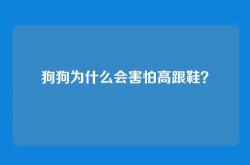 狗狗为什么会害怕高跟鞋？