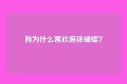 狗为什么喜欢追逐蝴蝶？