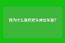 狗为什么喜欢把头伸出车窗？