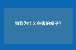 狗狗为什么会害怕帽子？